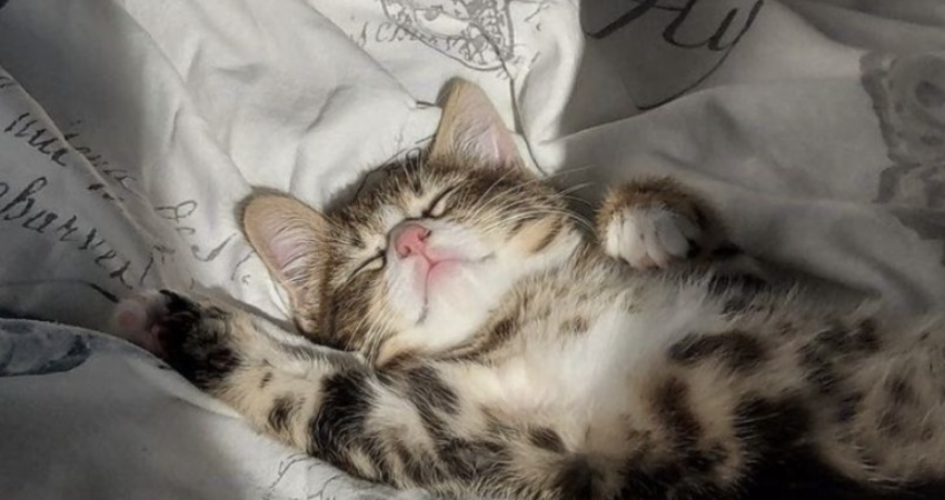 Nuotrauka: Правило спящей кошки 🐈